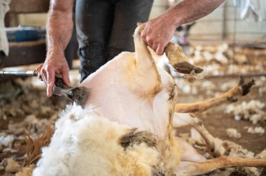 Çiftçinin koyun yünü kırpması. Koyunların yünlerini kesiyorum. . 