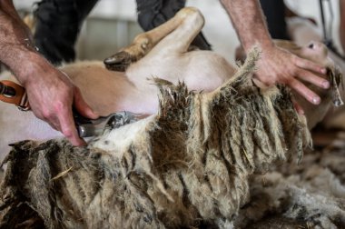 Çiftçinin koyun yünü kırpması. Koyunların yünlerini kesiyorum. . 