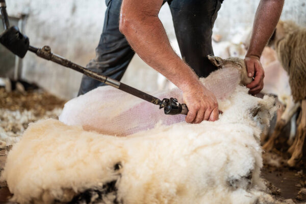 Стрижка овечьей шерсти фермером. стричь шерсть с овец . 