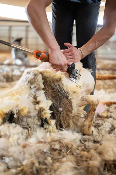 stock image Sheep wool shearing by farmer. Shearing the wool from sheep . 