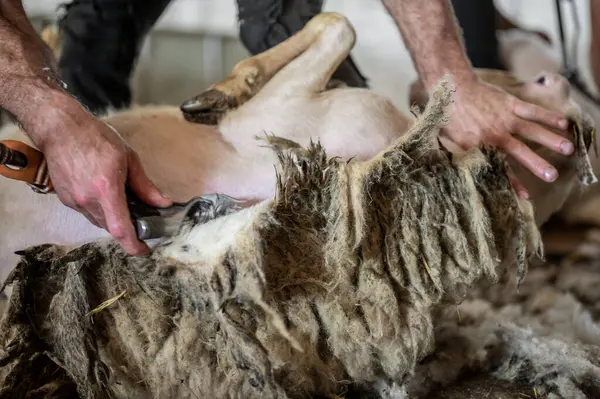 Çiftçinin koyun yünü kırpması. Koyunların yünlerini kesiyorum. . 