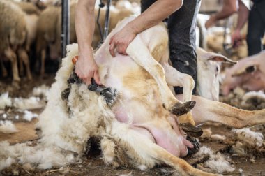 Çiftçinin koyun yünü kırpması. Koyunların yünlerini kesiyorum. . 