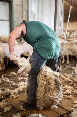 Çiftçinin koyun yünü kırpması. Koyunların yünlerini kesiyorum. . 