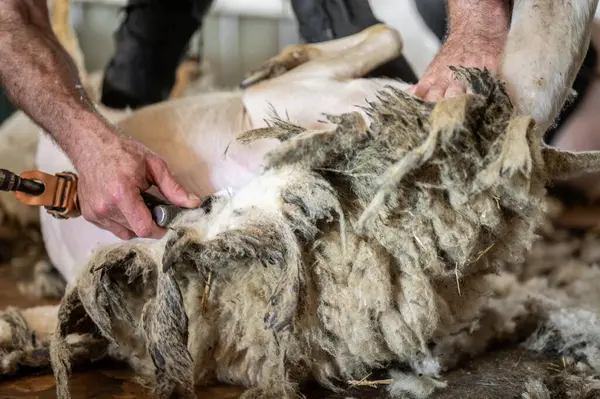 stock image Sheep wool shearing by farmer. Shearing the wool from sheep . 