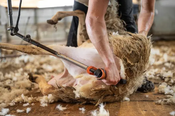 stock image Sheep wool shearing by farmer. Shearing the wool from sheep . 