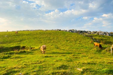 Taze yeşil dağ çayırlarında otlayan ineklerle dolu yaz manzarası. Yüksek kaliteli fotoğrafçılık