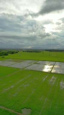 Canlı yeşil pirinç tarlaları bulutlu gökyüzünün altında, güç hatları ve ufukta uzak dağlarla..