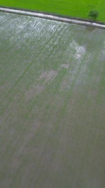 Canlı yeşil pirinç tarlaları bulutlu gökyüzünün altında, güç hatları ve ufukta uzak dağlarla..