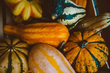 Kabaklar farklı şekiller ve renkler.