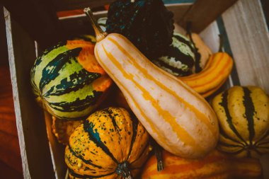 Kabaklar farklı şekiller ve renkler.