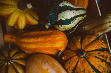 Kabaklar farklı şekiller ve renkler.