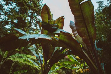 Mavi gökyüzünün ve diğer yeşil ağaçların arka planında güzel ve renkli palmiye yaprakları var. Alman şehri Karlsruhe 'nin Botanik Bahçesi