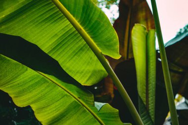 Mavi gökyüzünün ve diğer yeşil ağaçların arka planında güzel ve renkli palmiye yaprakları var. Alman şehri Karlsruhe 'nin Botanik Bahçesi