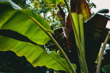 Mavi gökyüzünün ve diğer yeşil ağaçların arka planında güzel ve renkli palmiye yaprakları var. Alman şehri Karlsruhe 'nin Botanik Bahçesi
