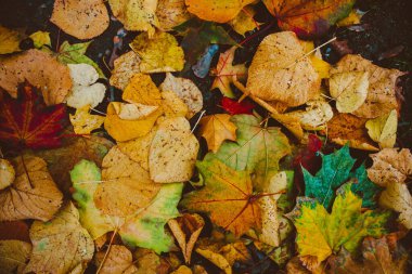 Sonbaharda yerde farklı sarı yapraklar.