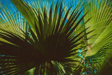 Mavi gökyüzünde palmiye yaprakları. Doğal Mısır manzarası