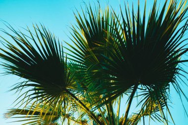 Mavi gökyüzünde palmiye yaprakları. Doğal Mısır manzarası