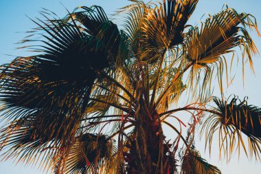 Mavi gökyüzünde palmiye yaprakları. Doğal Mısır manzarası