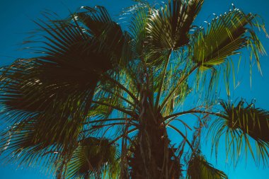 Mavi gökyüzünde palmiye yaprakları. Doğal Mısır manzarası