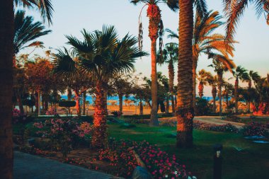 Ağaçlar ve palmiyeler deniz ve gökyüzünün arka planına karşı. Tatil