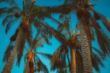 Akşamları gökyüzüne karşı palmiye yaprakları. Doğal Mısır manzarası