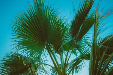 Akşamları gökyüzüne karşı palmiye yaprakları. Doğal Mısır manzarası
