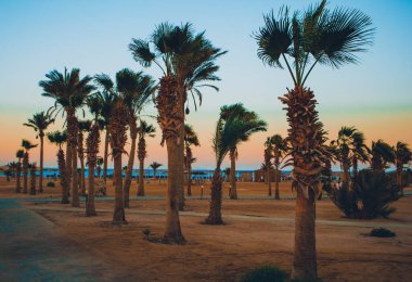 Akşamları gökyüzüne karşı palmiye yaprakları. Doğal Mısır manzarası