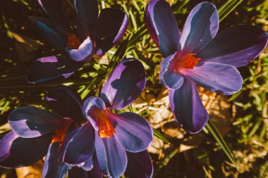 Yeşil taze çimenlerin arka planında renkli bahar çiçekleri