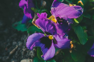 Yeşil taze çimenlerin arka planında renkli bahar çiçekleri