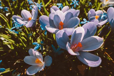 Yeşil taze çimenlerin arka planında renkli bahar çiçekleri