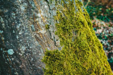 Baharda ağaç kabuğu çok yakındır. Bahar dokusu