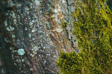 Baharda ağaç kabuğu çok yakındır. Bahar dokusu