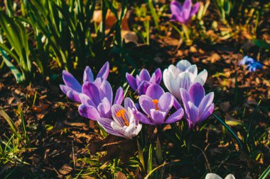 Yeşil taze çimenlerin arka planında renkli bahar çiçekleri