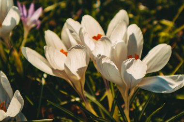 Yeşil taze çimenlerin arka planında renkli bahar çiçekleri