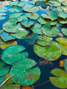 Suda farklı şekillerde yeşil yapraklar. Parktaki çeşme.