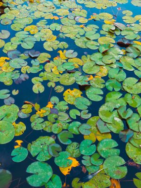 Suda farklı şekillerde yeşil yapraklar. Parktaki çeşme.