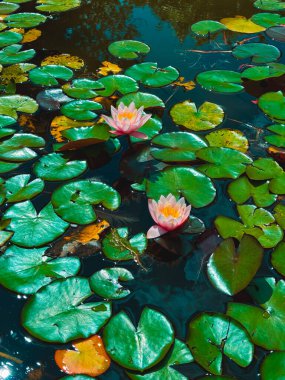 Suda farklı şekillerde yeşil yapraklar. Parktaki çeşme.