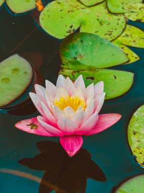 Suda farklı şekillerde yeşil yapraklar. Parktaki çeşme.