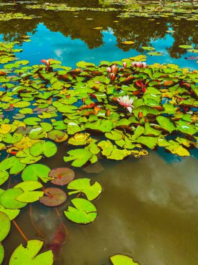 Suda farklı şekillerde yeşil yapraklar. Parktaki çeşme.