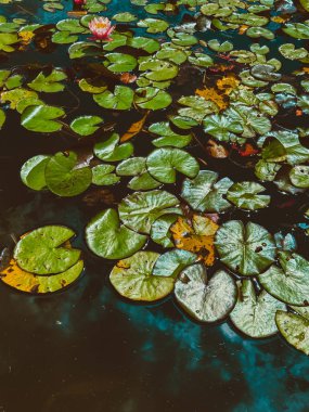 Suda farklı şekillerde yeşil yapraklar. Parktaki çeşme.