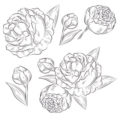 Şakayık hattı elementleri ayarlandı. çiçek, yaprak ve tomurcuk