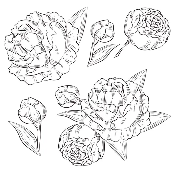 Şakayık hattı elementleri ayarlandı. çiçek, yaprak ve tomurcuk