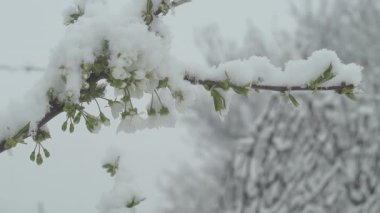 Kiraz ağacının çiçek açan dallarına kar yağar..