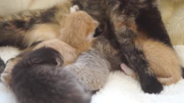 Bir kaplumbağa kabuğu kedisi yeni doğmuş yavrularını anne sütüyle besler..