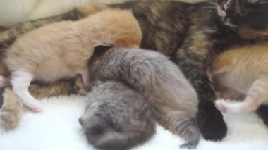 Bir kaplumbağa kabuğu kedisi yeni doğmuş yavrularını anne sütüyle besler..