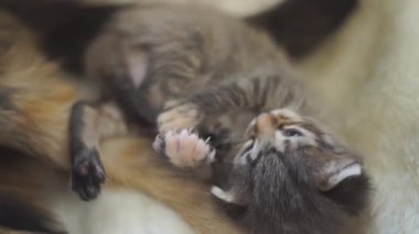 Bir kaplumbağa kabuğu kedisi yeni doğmuş yavrularını anne sütüyle besler..