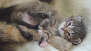 Bir kaplumbağa kabuğu kedisi yeni doğmuş yavrularını anne sütüyle besler..