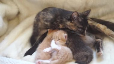 Bir kaplumbağa kabuğu kedisi yeni doğmuş yavrularını anne sütüyle besler..