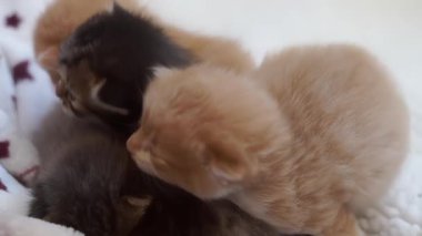 Bir kaplumbağa kabuğu kedisi yeni doğmuş yavrularını anne sütüyle besler..