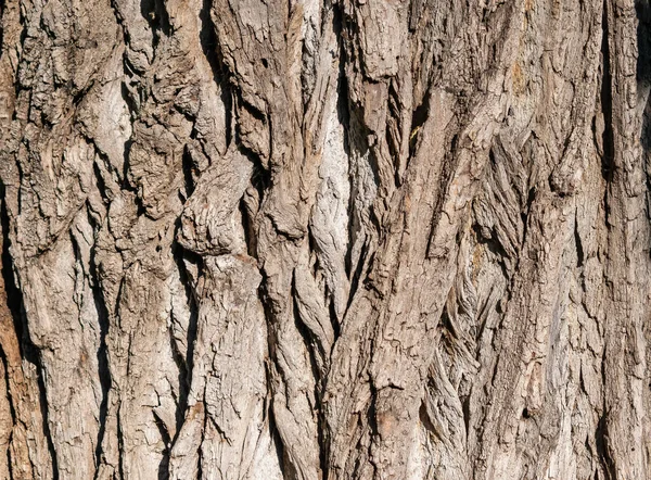 Κοντινό Πλάνο Του Φλοιού Δέντρου Μιας Παλιάς Βελανιδιάς Ιστορικό Υφή — Φωτογραφία Αρχείου